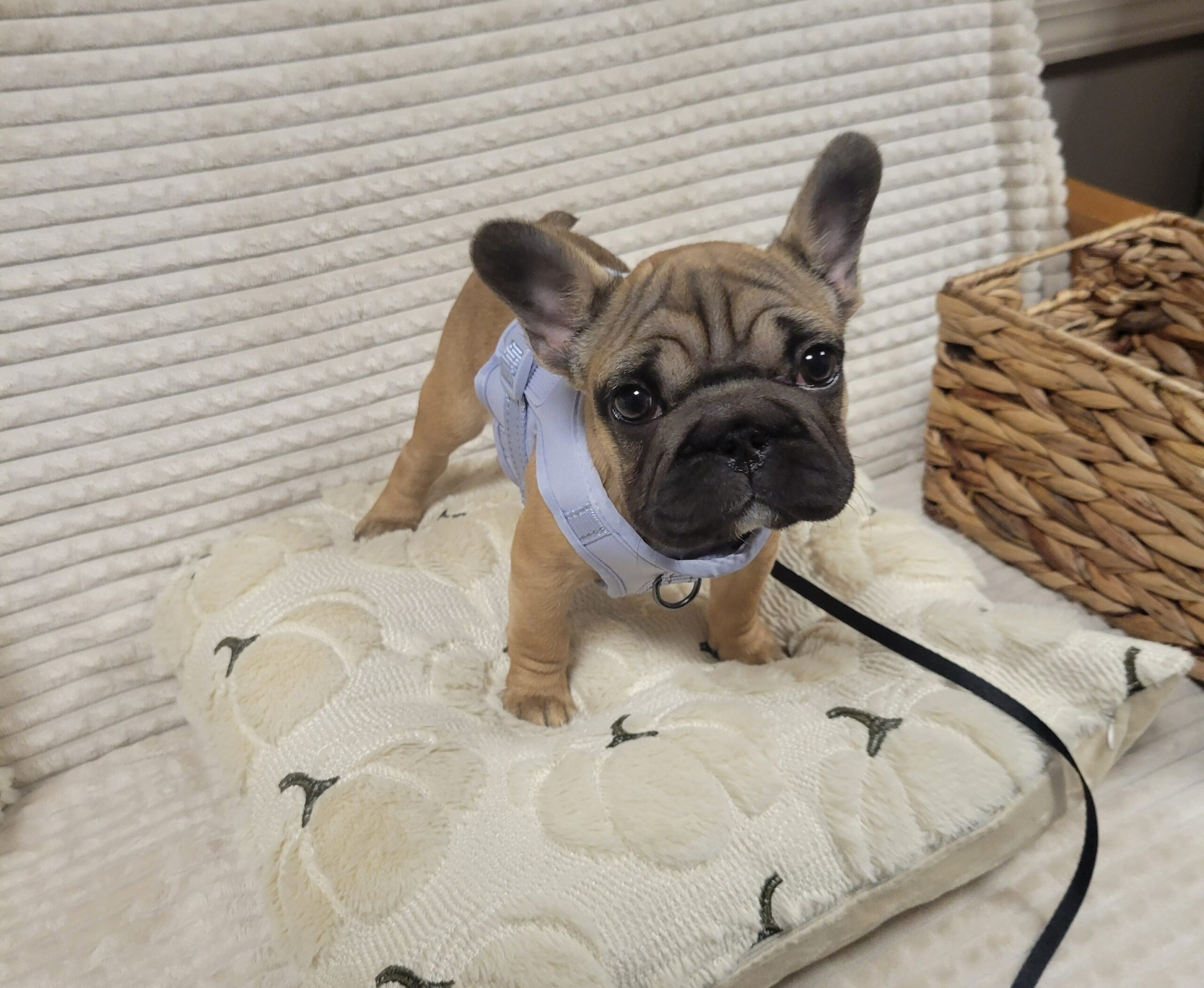 Veterinarian at Beaver Meadow Veterinary Clinic in Barneveld, NY.